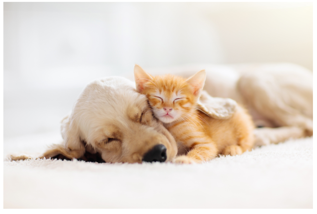 Tierliebe